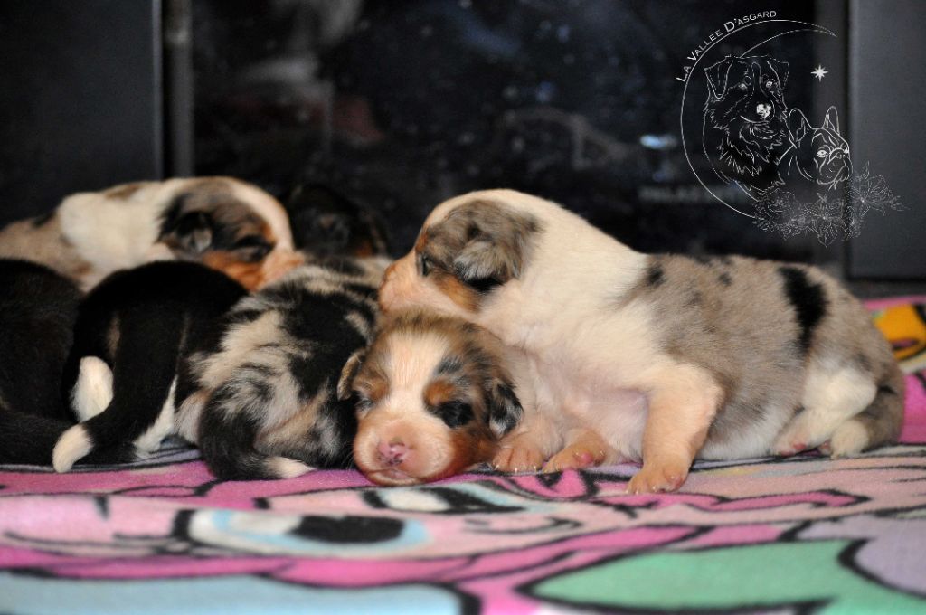 chiot Berger Australien De La Vallée D'Asgard