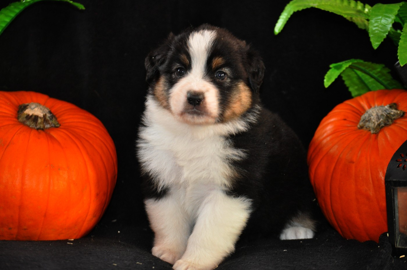 Portée de Sweety x Newton 2025