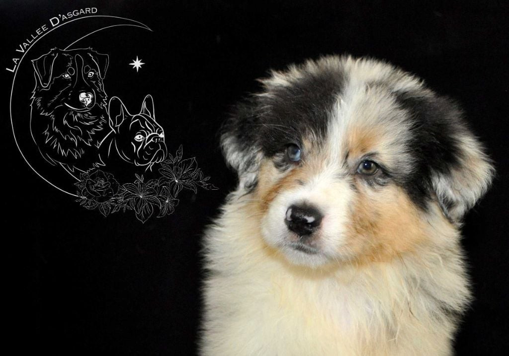 Portée de Sweety x Newton 2023