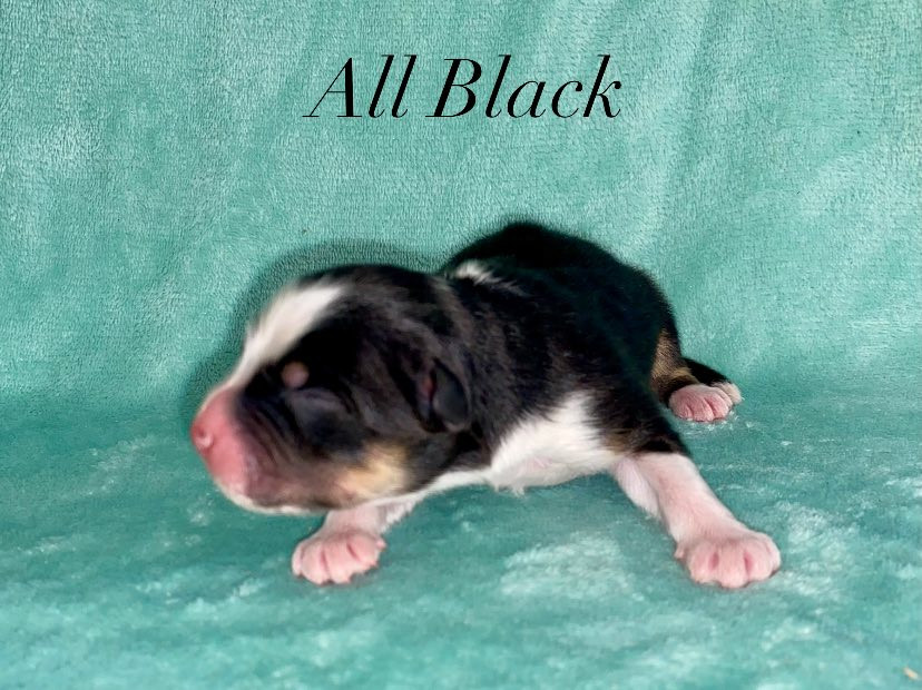 De La Vallée D'Asgard - Chiots disponibles - Berger Australien