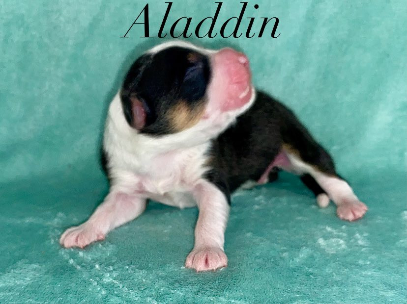 De La Vallée D'Asgard - Chiots disponibles - Berger Australien