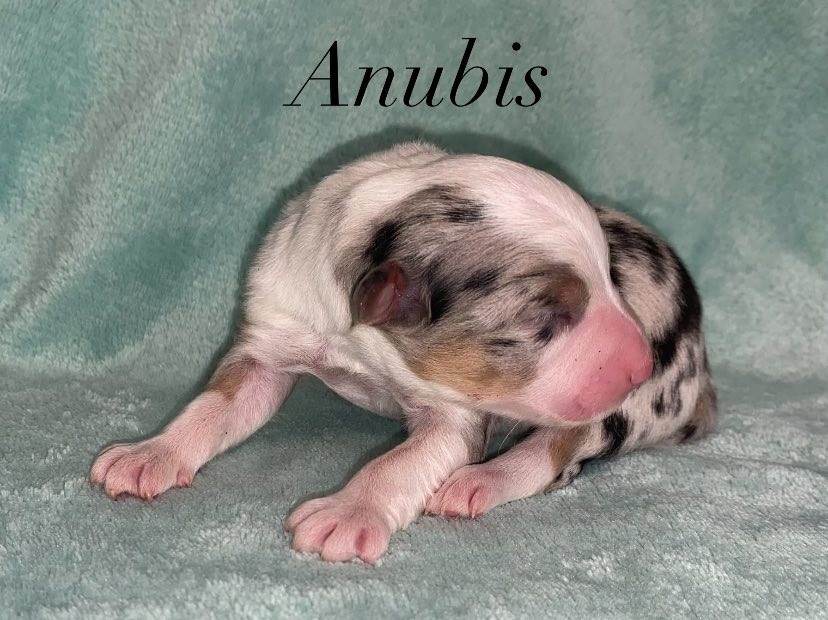 De La Vallée D'Asgard - Chiots disponibles - Berger Australien