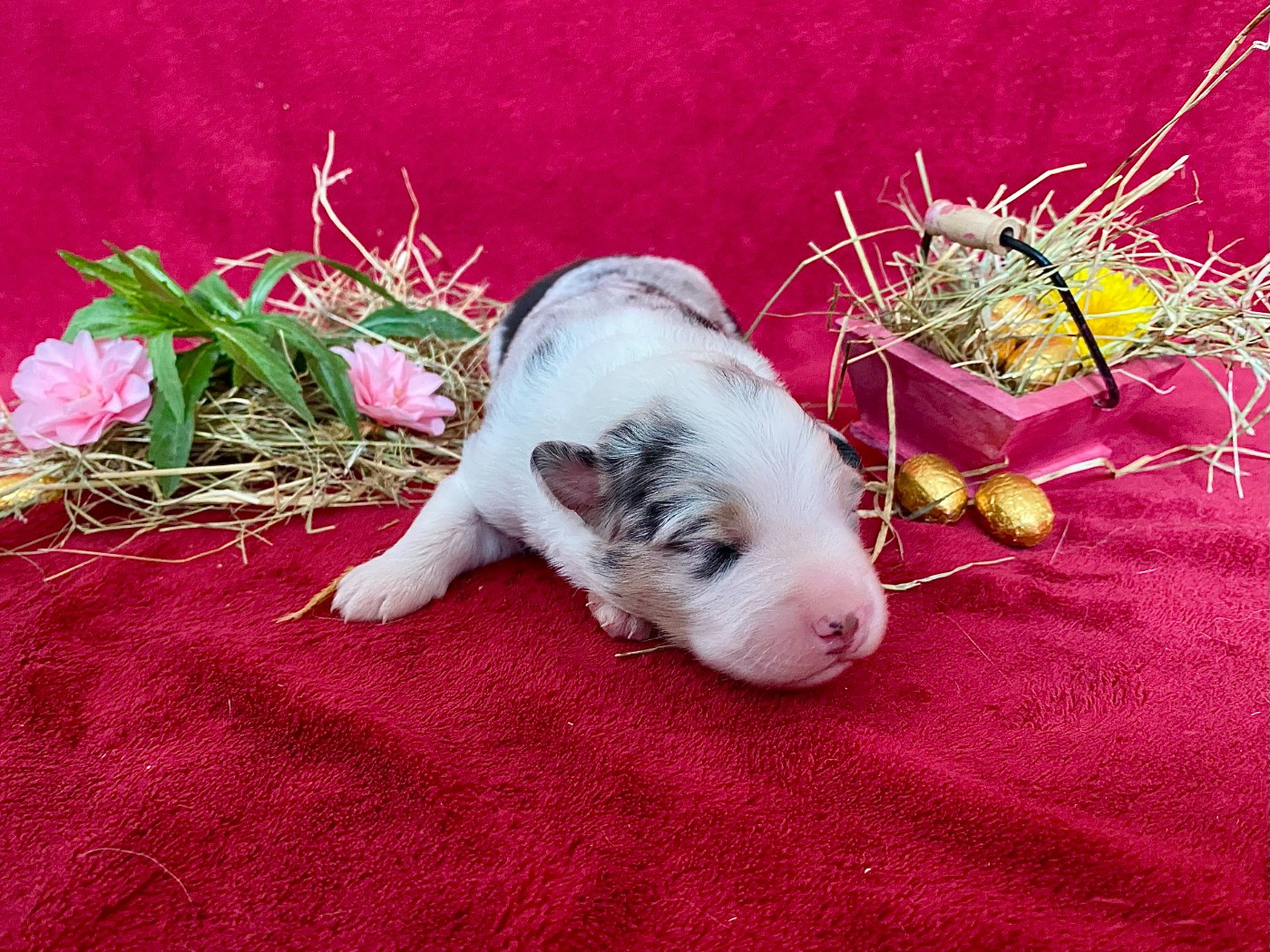 De La Vallée D'Asgard - Chiots disponibles - Berger Australien