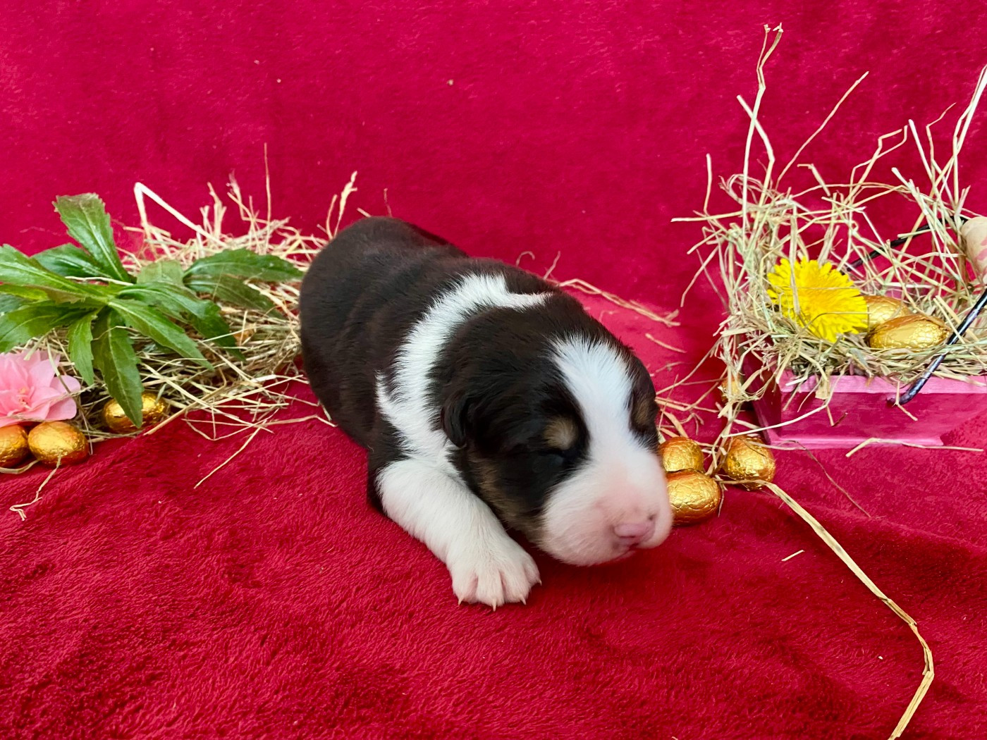 De La Vallée D'Asgard - Chiots disponibles - Berger Australien