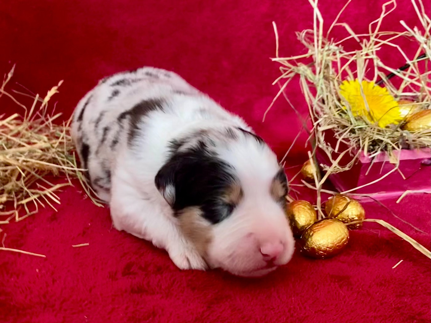 De La Vallée D'Asgard - Chiots disponibles - Berger Australien