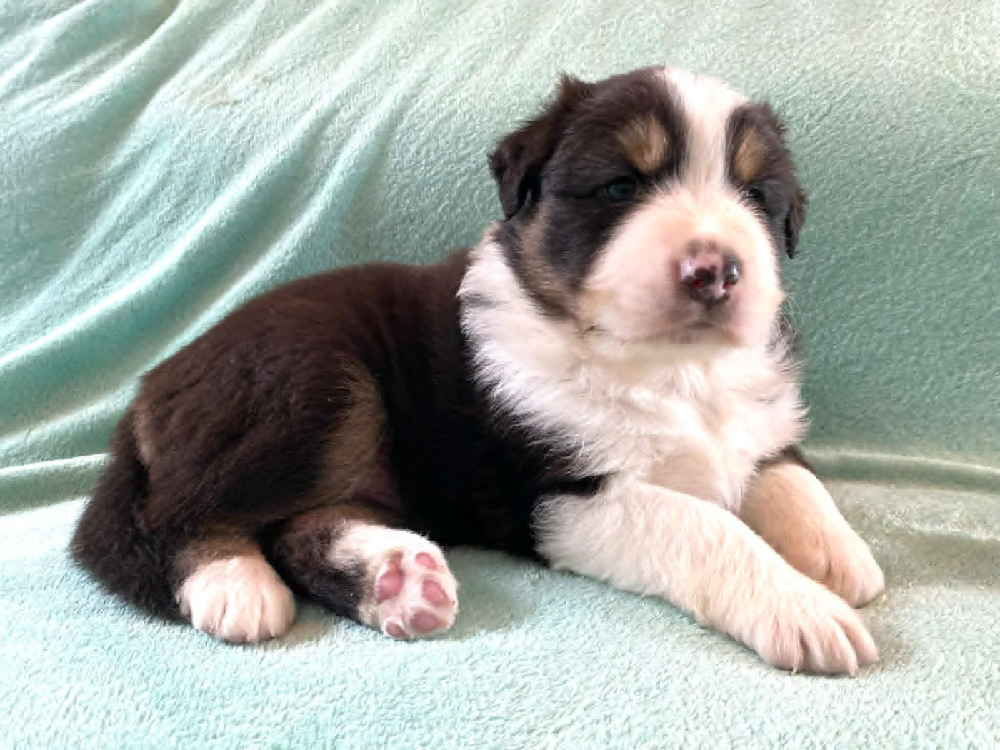 De La Vallée D'Asgard - Chiots disponibles - Berger Australien