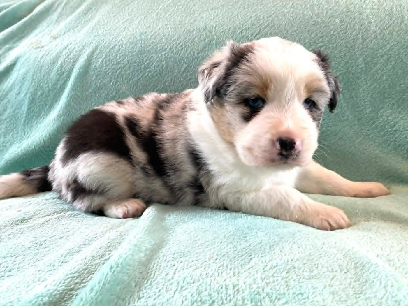 De La Vallée D'Asgard - Chiots disponibles - Berger Australien