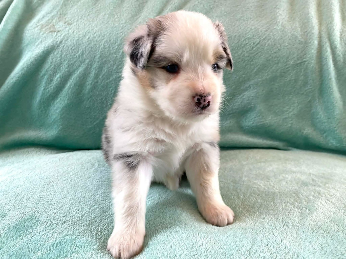 De La Vallée D'Asgard - Chiots disponibles - Berger Australien