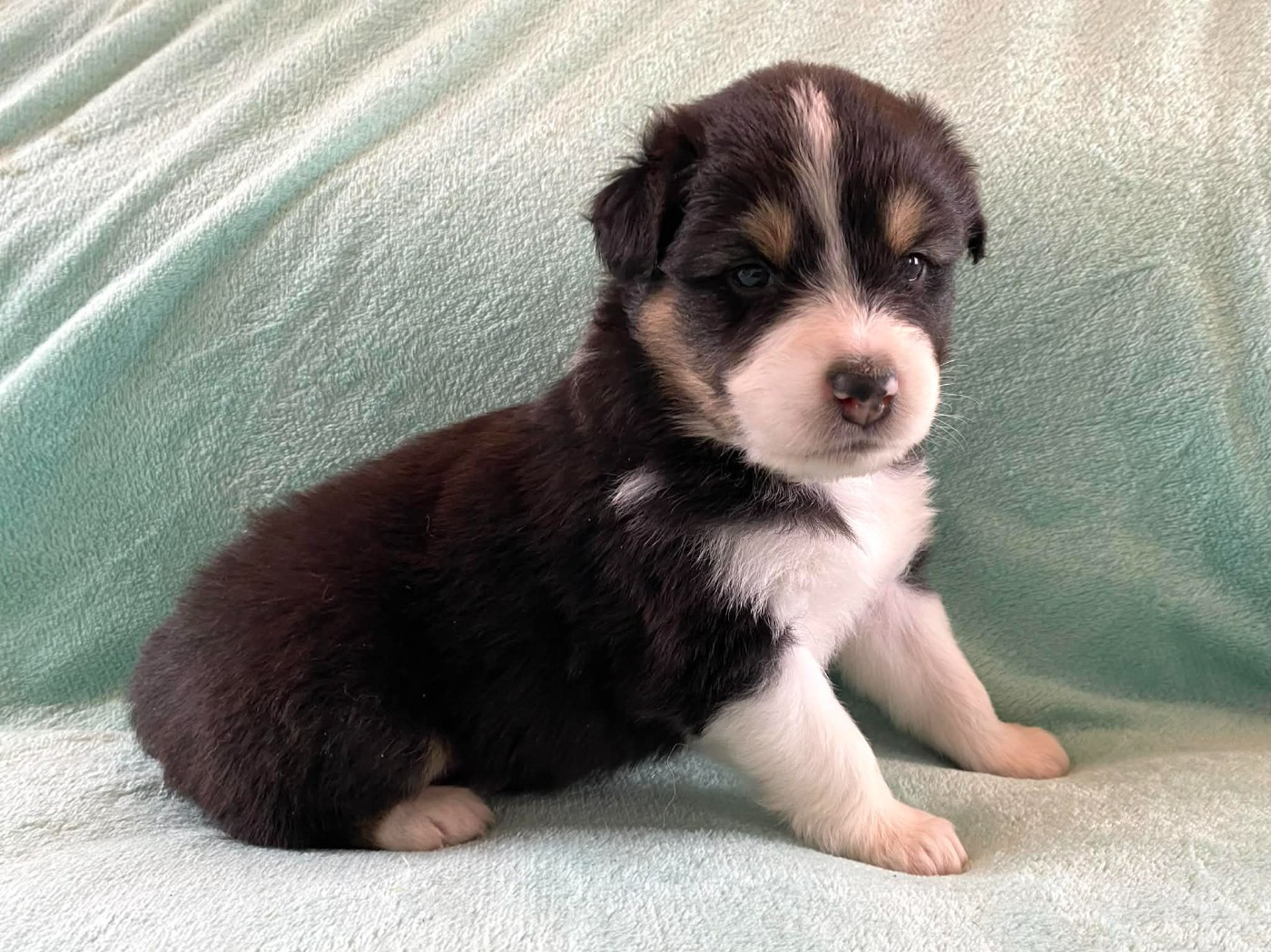 De La Vallée D'Asgard - Chiots disponibles - Berger Australien