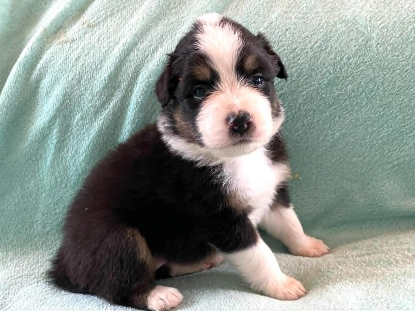 De La Vallée D'Asgard - Chiots disponibles - Berger Australien