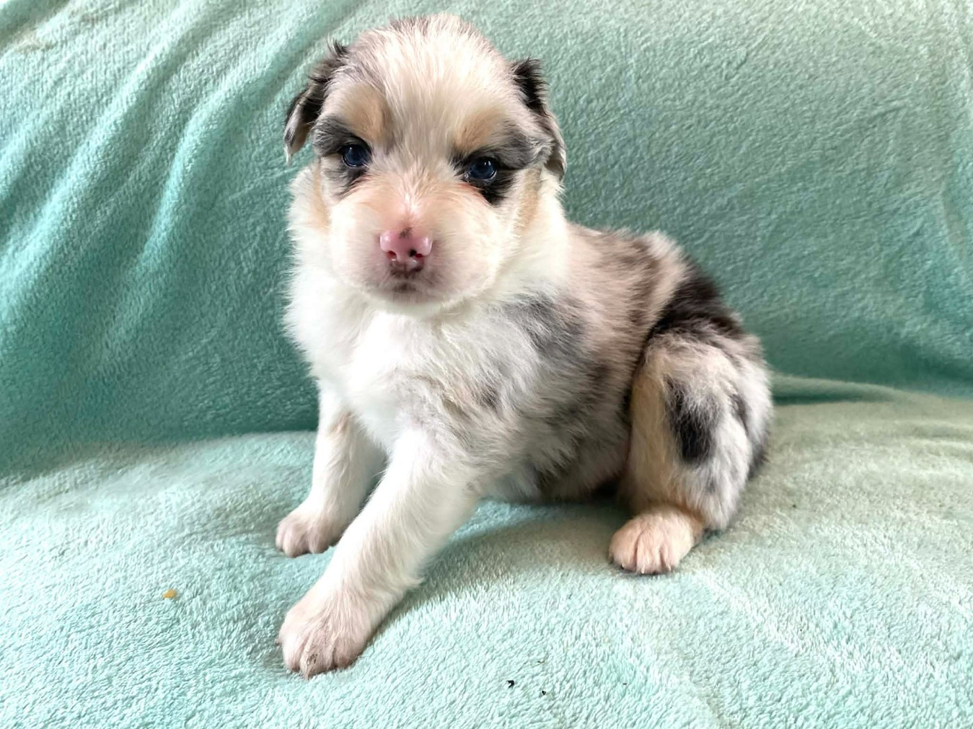 De La Vallée D'Asgard - Chiots disponibles - Berger Australien