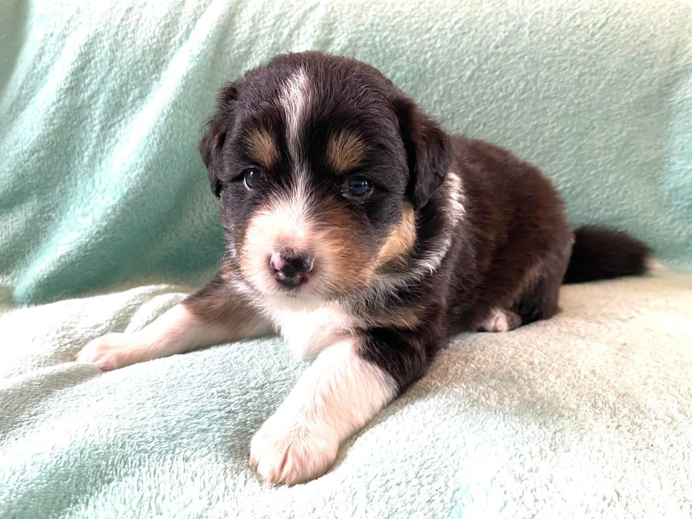 De La Vallée D'Asgard - Chiots disponibles - Berger Australien
