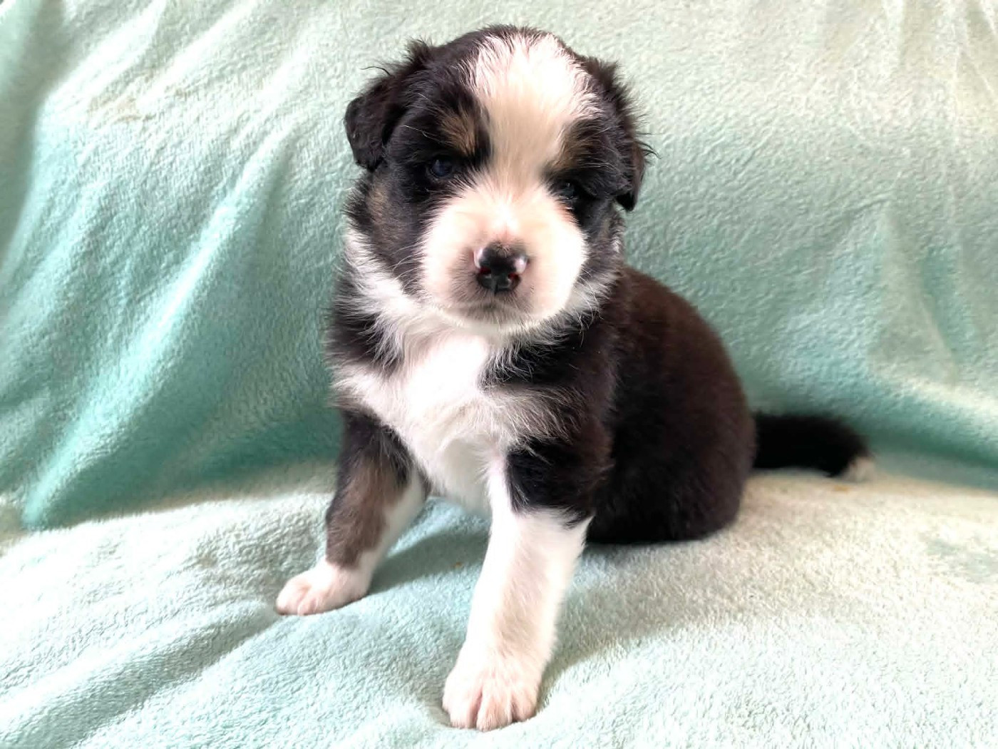 De La Vallée D'Asgard - Chiots disponibles - Berger Australien