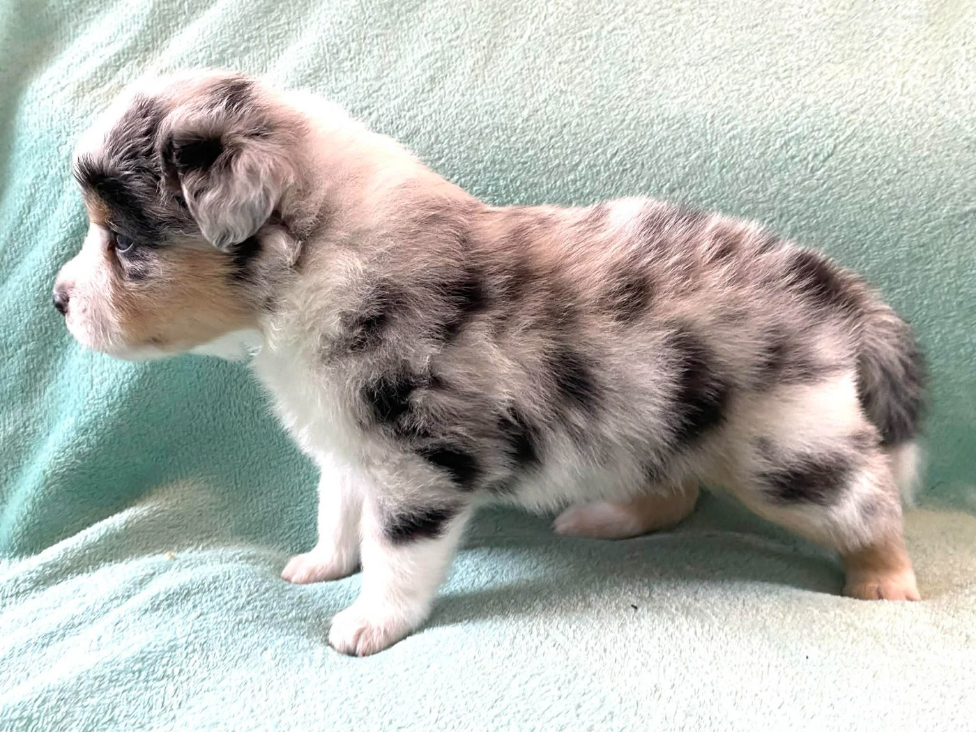 De La Vallée D'Asgard - Chiots disponibles - Berger Australien