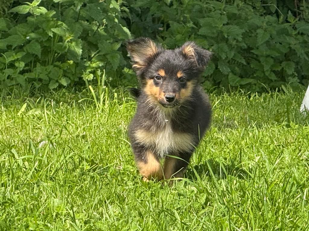 De La Vallée D'Asgard - Chiots disponibles - Berger Australien