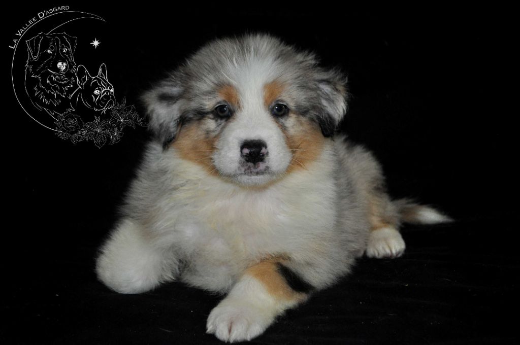 De La Vallée D'Asgard - Berger Australien - Portée née le 19/06/2023